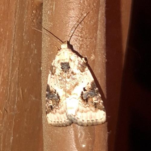 Pseudeustrotia candidula